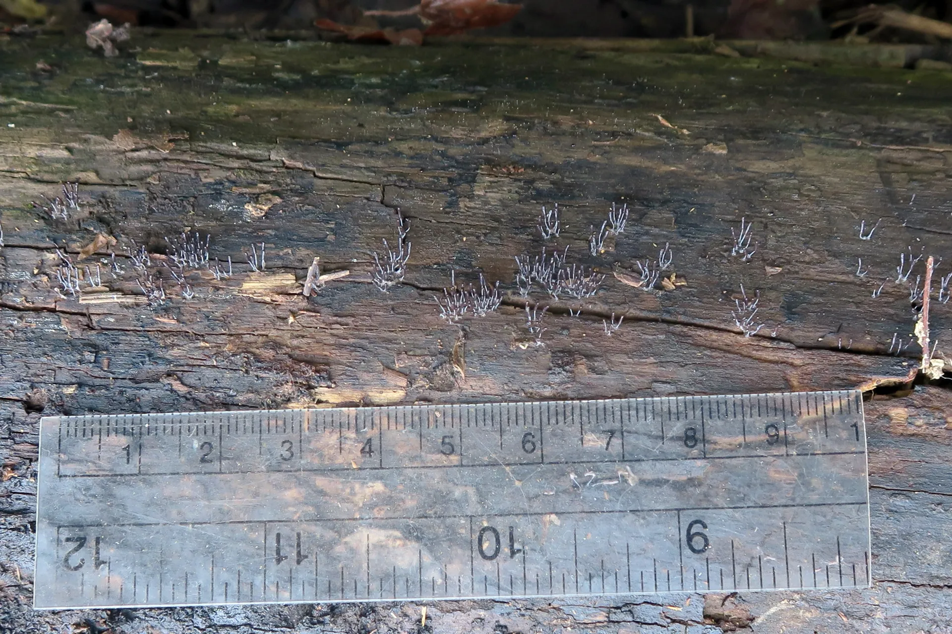 Stemonitopsis typhina - 1
